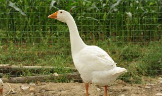 养鹅一平方多少只 鹅一平方养多少只