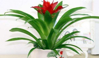 客厅桌上适合放什么花 推荐这四种花