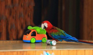 会表演的动物有哪些 具体动物如下