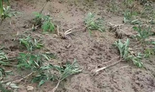 哪里的土质最适合种魔芋 种植时间是什么时候