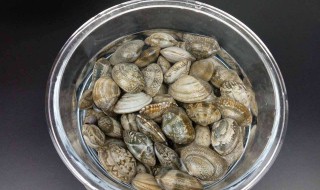 花蛤怎么能放更久些 了解一下