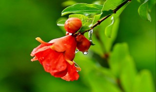 什么的石榴花 什么的石榴花填空举例