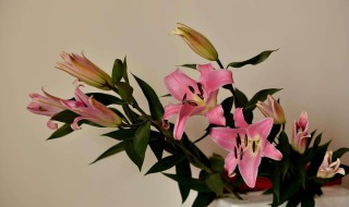 百合花和什么花搭配 情人草和玫瑰都可以