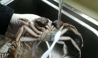 螃蟹要洗吗?怎么洗? 螃蟹清洗的小窍门