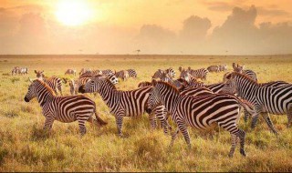 迁徙的动物有哪些? 快来了解一下