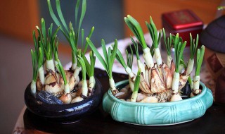 养殖水仙需要的各种材料是什么? 快来了解一下