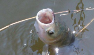 倒钓操作手法 如何操作?