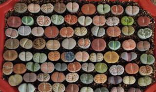 冬天养屁股花的方法 生石花的冬季养护要点