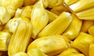 扒好的菠萝蜜怎么保存 存放波罗蜜的步骤