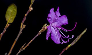 杜鹃干枝怎么保存 存放杜鹃干枝的步骤