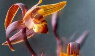 怎样判断墨兰该浇水了 判断墨兰该浇水的方法