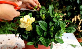 桅子花的修剪时间和方法 桅子花如何修剪