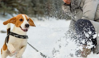 比格犬怎么训练 训练比格犬只要方法得当就很容易