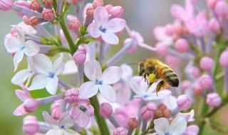 丁香花作用与功效 丁香花的好处