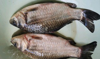 鲫鱼炖莴苣如何做 鲫鱼炖莴苣做法