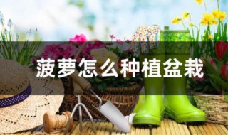 怎样种菠萝盆栽 菠萝盆栽的种植方法