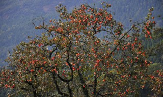 树柿子怎么保存 柿子的保存方式