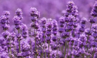 薰衣草代表什么意思 薰衣草的象征意义是什么