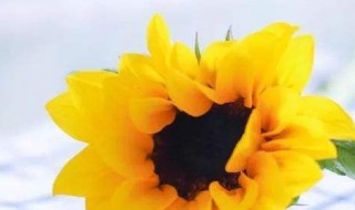 晨会激励语 关于晨会的激励语有哪些