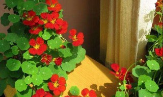 秋天适合种什么植物 适合秋天的植物介绍