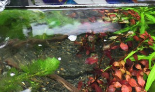 鱼缸小鱼繁殖方法 鱼缸小鱼怎么繁殖