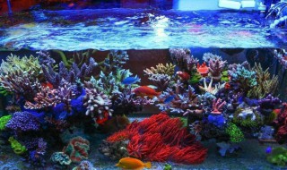 鱼缸下完黄粉怎么正确换水 怎么给有黄粉的鱼缸换水