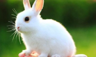 卯代表什么生肖 卯是什么生肖