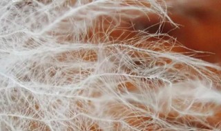 羽绒怎么分好坏 怎样辨别羽绒服的好坏