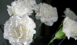 白色康乃馨代表什么 白色康乃馨有什么含义