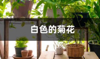 白色的菊花代表什么 白色的菊花代表着什么意思