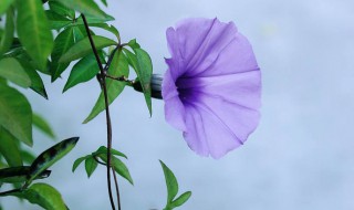 牵牛花的特点写一段话 描述牵牛花的特点的一段话