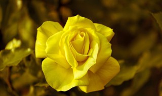 黄色玫瑰代表什么 黄色玫瑰的花语是什么