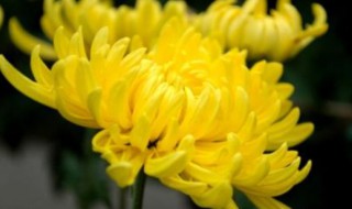 菊花代表什么意思 菊花代表什么象征意义