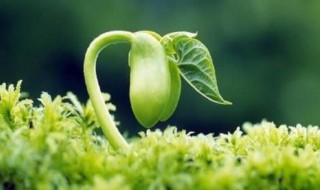 生命像什么仿写一段话 关于生命像什么仿写的一段话