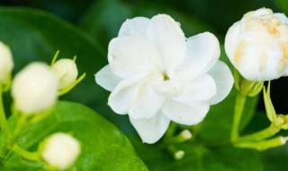 茉莉花代表什么 茉莉花花语是什么意思