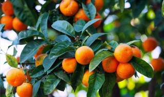 橘子代表什么意思 橘子有哪些寓意