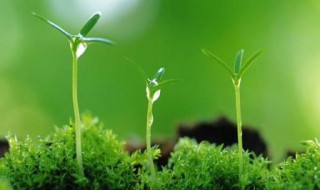 什么颜色代表希望 代表希望的颜色是什么