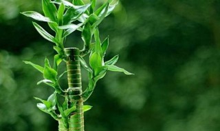 富贵竹营养液怎么用 富贵竹营养液的用法