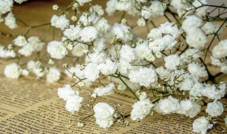 送女生满天星代表什么 送女生满天星代表意思简述