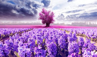 送薰衣草代表什么意思 薰衣草的花语是什么