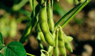 怎样种黄豆 黄豆种植方法介绍