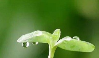 老北京鸡内卷是什么意思 老北京鸡内卷梗来源