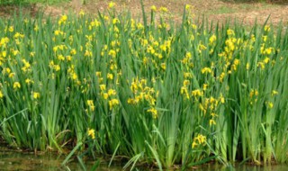 菖蒲的播种方法 菖蒲如何种植