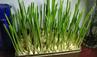 阳台盆栽蒜的技术和方法 阳台盆栽蒜怎么种
