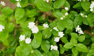 养护茉莉花的方法 茉莉花的养护方法简单介绍