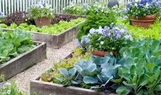 种植蔬菜的方法 怎么种植蔬菜