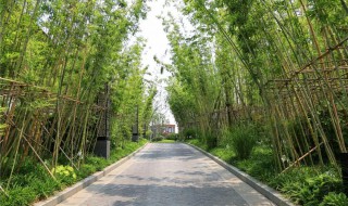 栽植早园竹的方法 早园竹种植方法