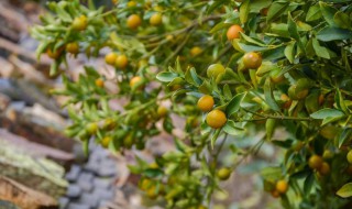 金钱橘的饲养方法 什么是金钱橘