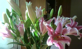 什么花代表健康 代表健康的有什么花