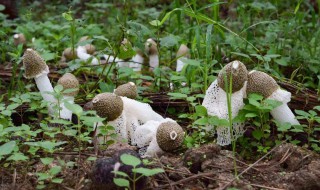 竹荪种植技巧 竹荪种植技巧介绍